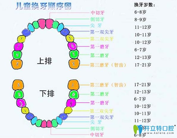 儿童换牙顺序图