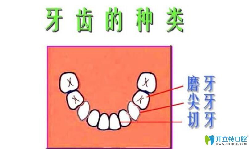 正畸过程中哪些牙医生一般不建议拔除