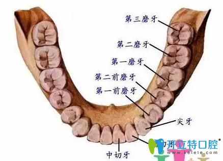 牙齿的分布示意图