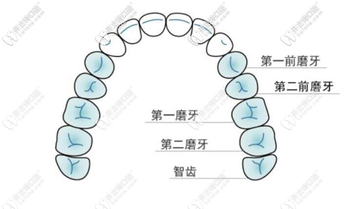 牙齿的位置